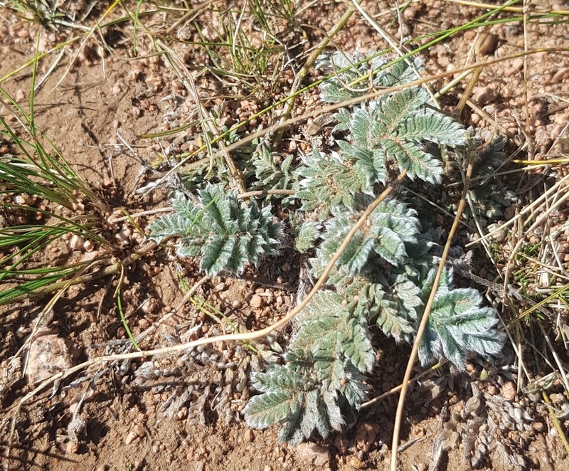 Potentilla sericea photo 3