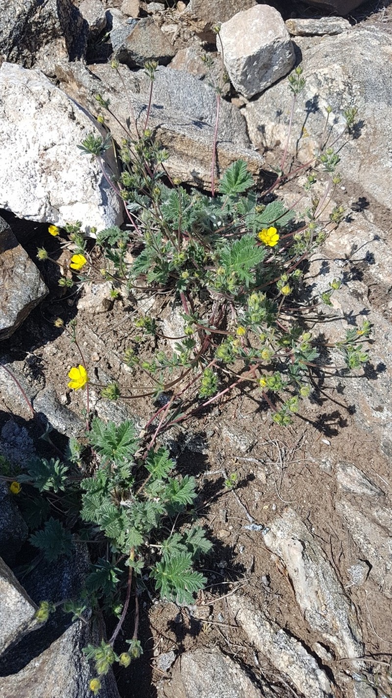 Potentilla sericea photo 4
