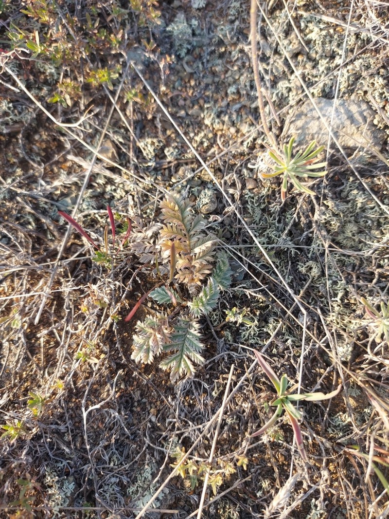 Potentilla sericea photo 5