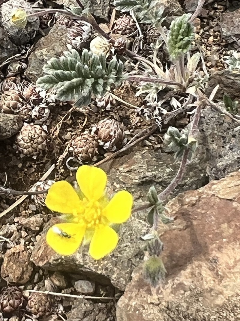 Potentilla sericea photo 6