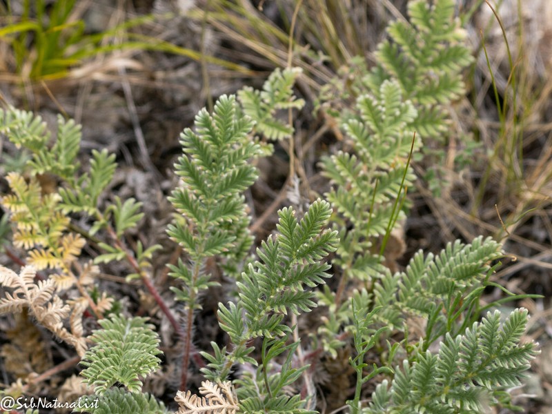Potentilla sericea photo 7