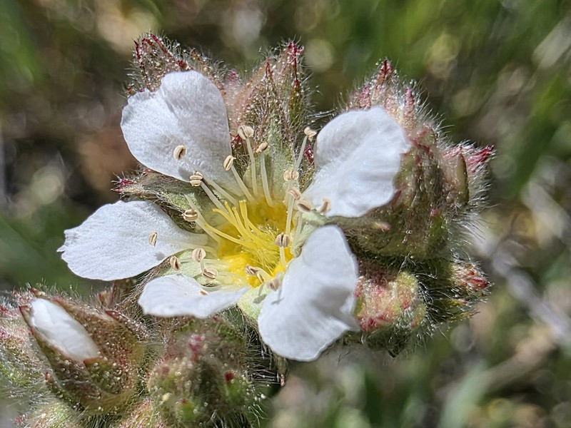 Plumas Mousetail photo 3