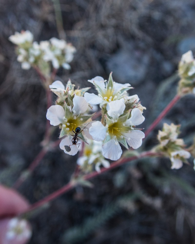 Plumas Mousetail photo 4