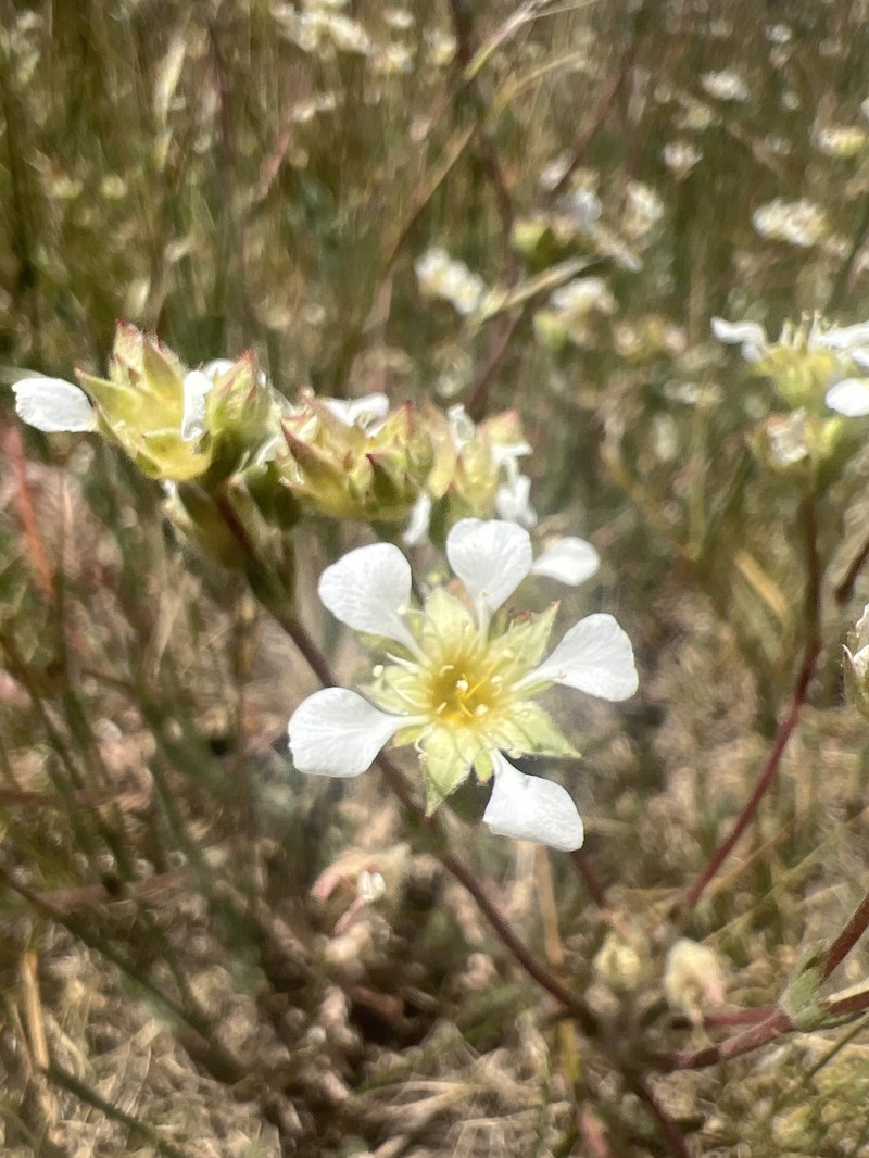Plumas Mousetail photo 5
