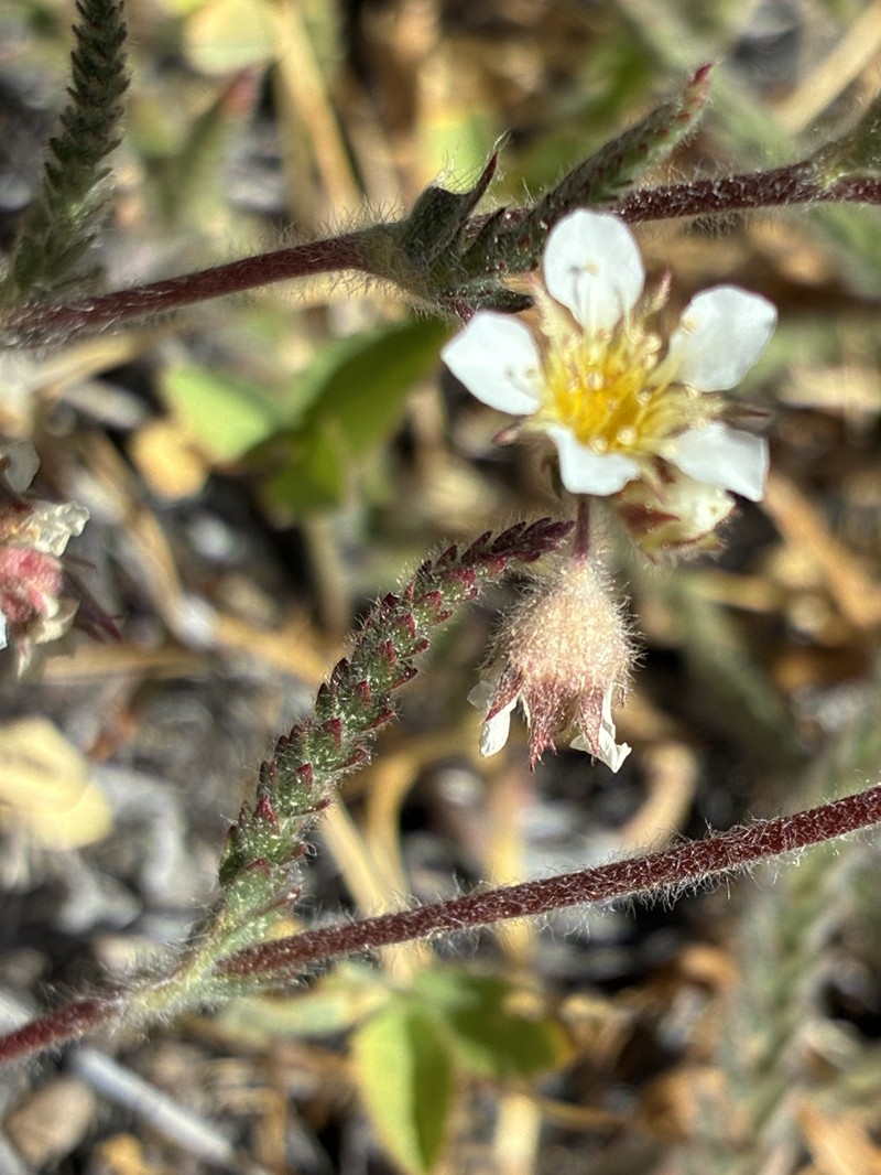Plumas Mousetail photo 7