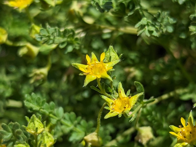 Potentilla setosa