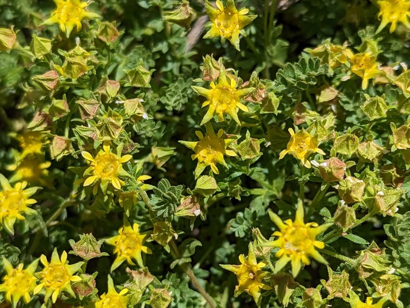 Potentilla setosa photo 2