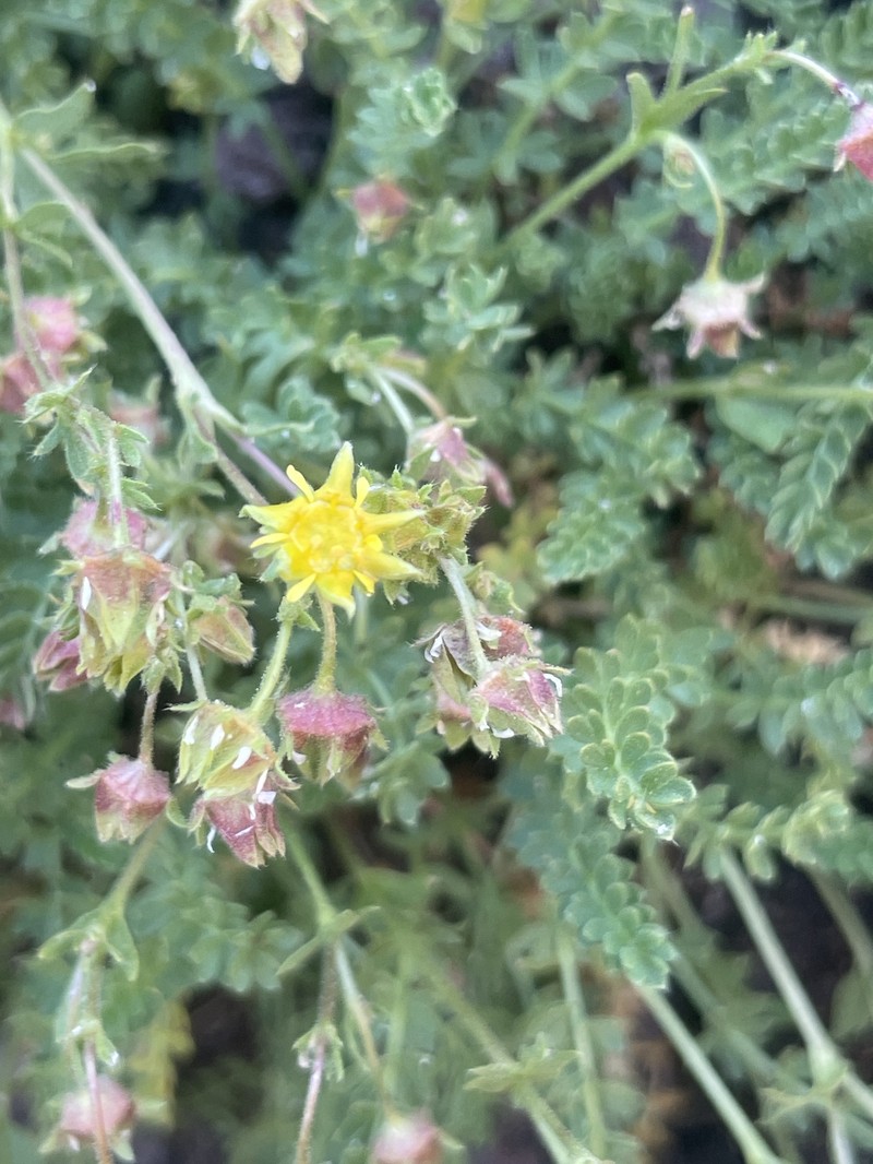 Potentilla setosa photo 5