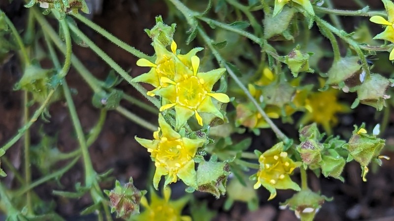 Potentilla setosa photo 6