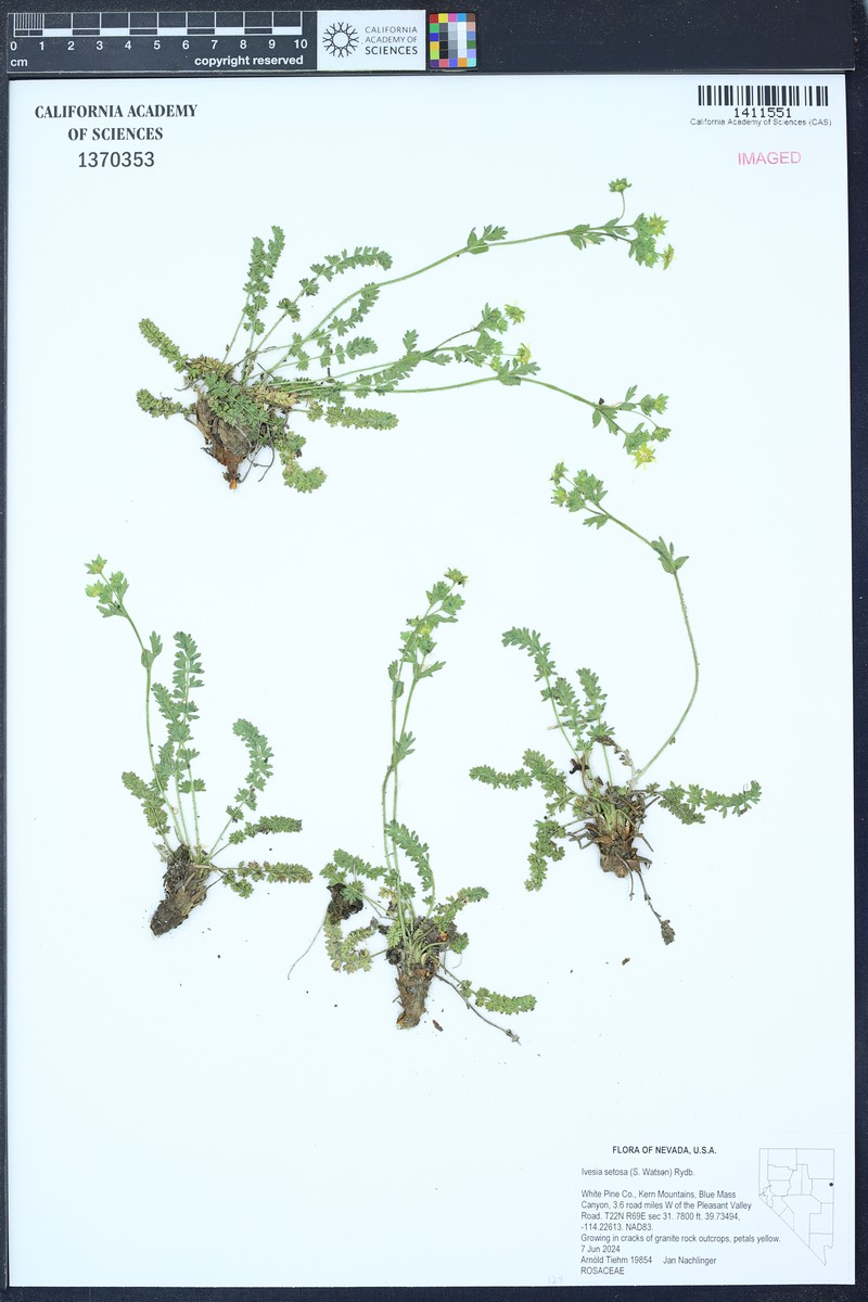 Potentilla setosa photo 7
