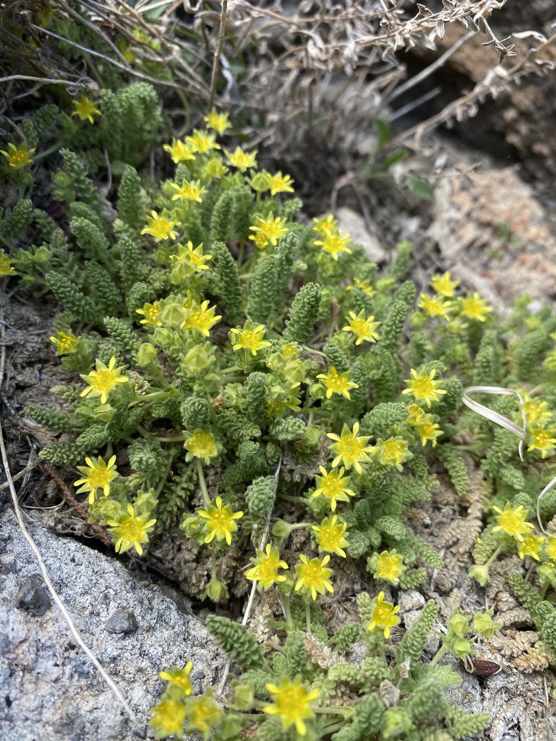 Potentilla shockleyi var. ostleri