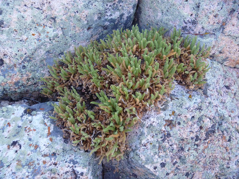 Potentilla shockleyi var. ostleri photo 2