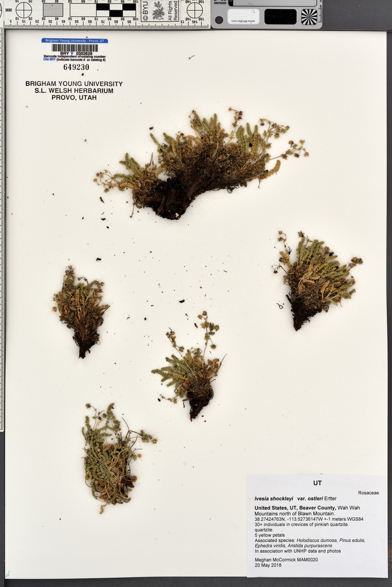 Potentilla shockleyi var. ostleri photo 3