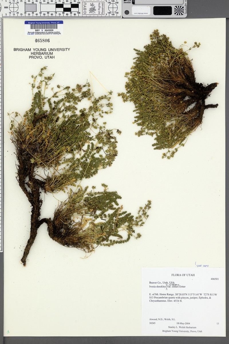 Potentilla shockleyi var. ostleri photo 4
