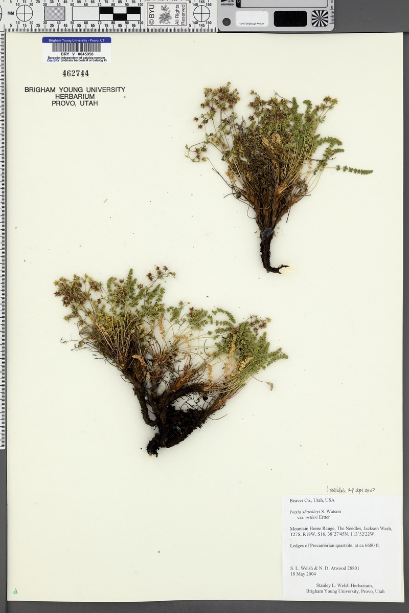 Potentilla shockleyi var. ostleri photo 5