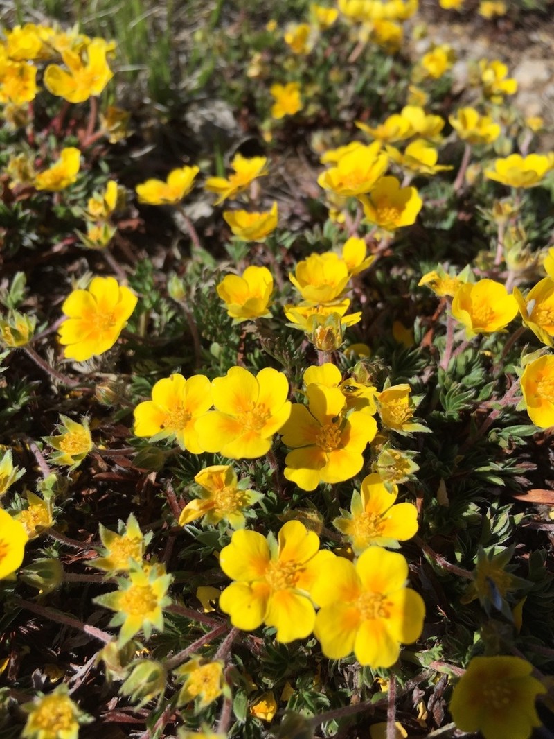 Sierra Blanca Cinquefoil photo 3