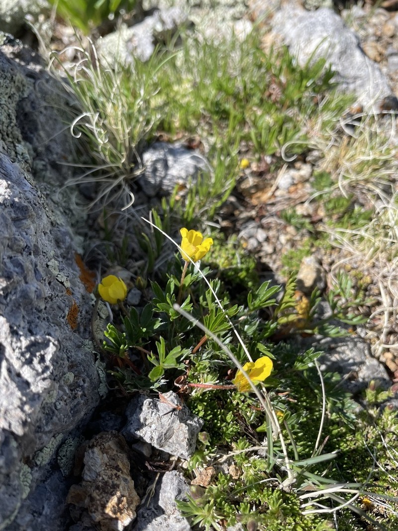 Sierra Blanca Cinquefoil photo 4