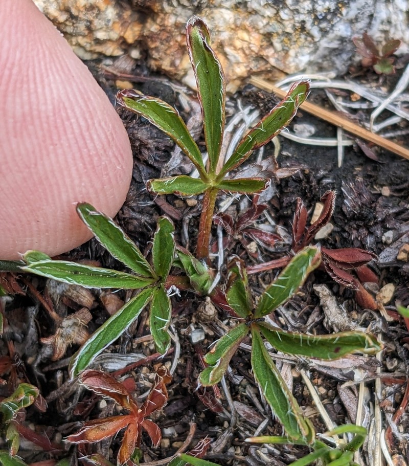 Sierra Blanca Cinquefoil photo 5