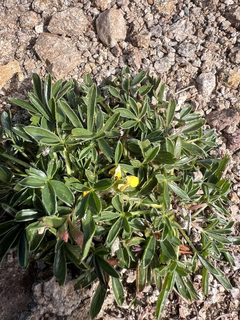 Sierra Blanca Cinquefoil photo 6