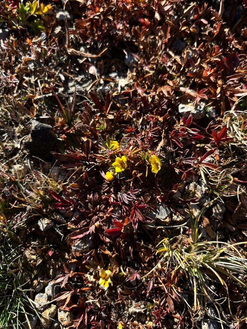 Sierra Blanca Cinquefoil photo 2