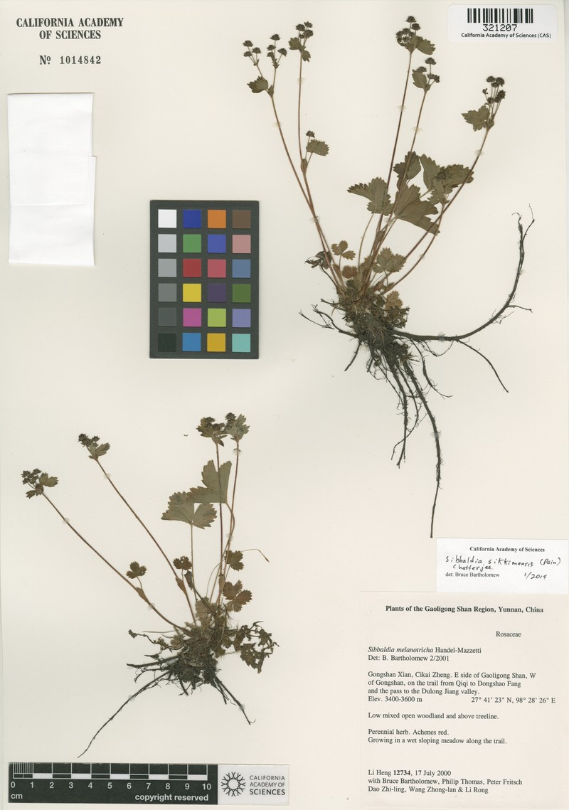 Potentilla sikkimensis