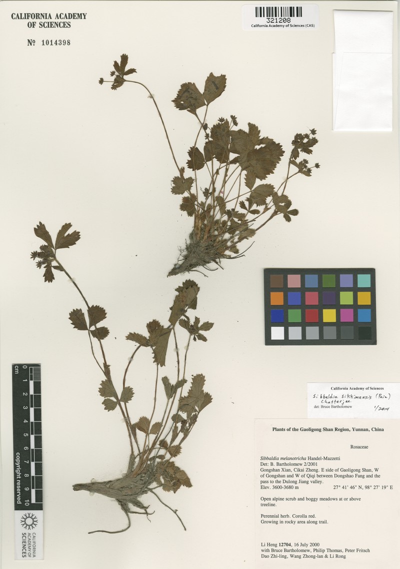 Potentilla sikkimensis photo 2