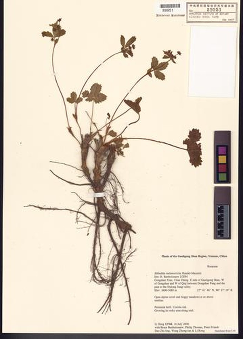 Potentilla sikkimensis photo 3