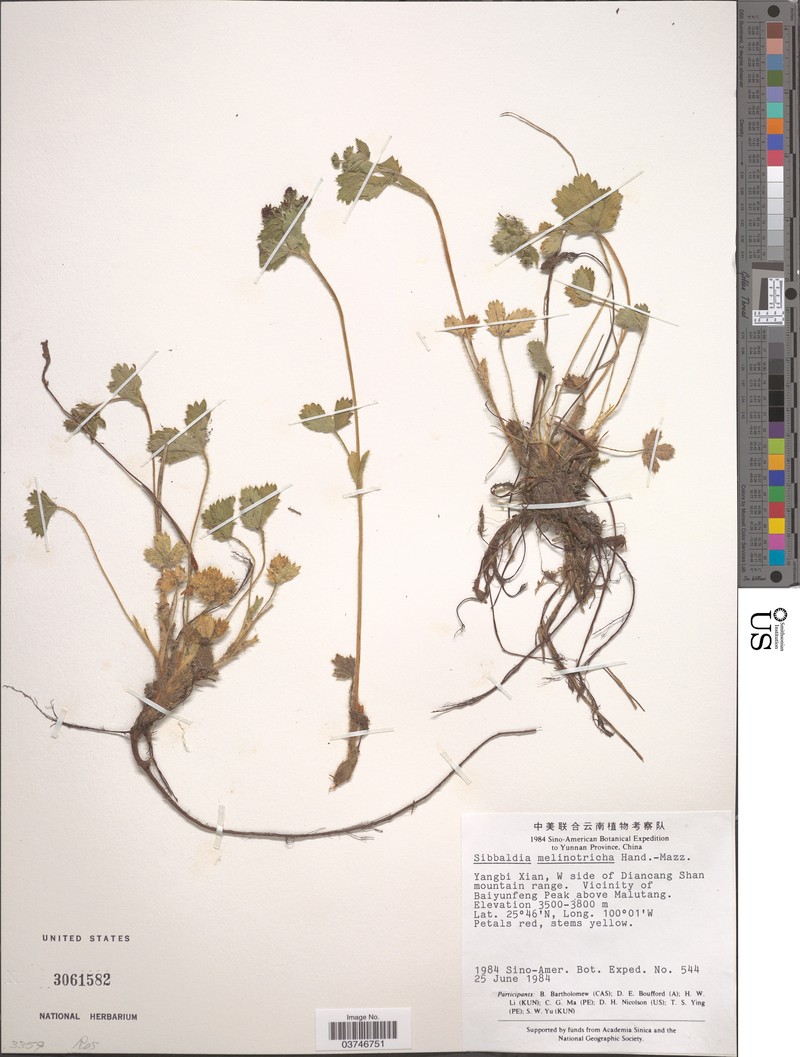Potentilla sikkimensis photo 4