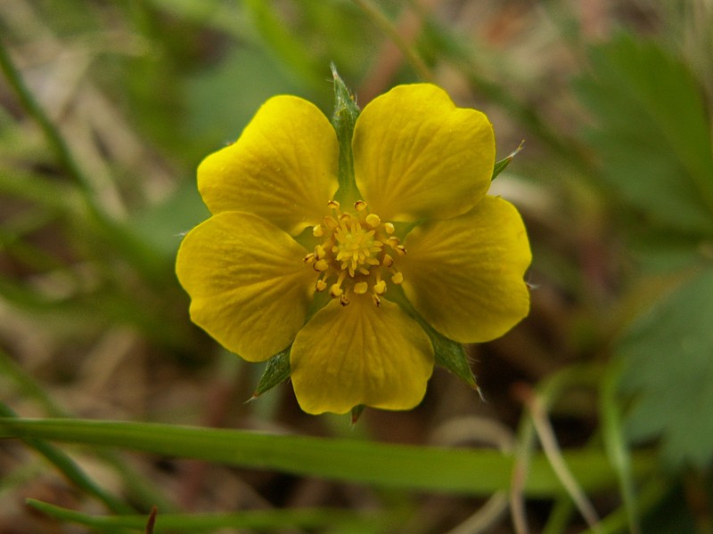 Common Cinquefoil photo 4