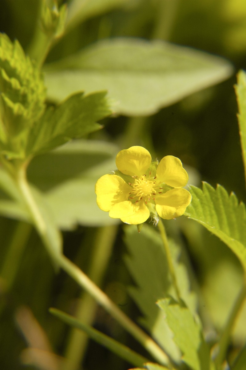 Common Cinquefoil
