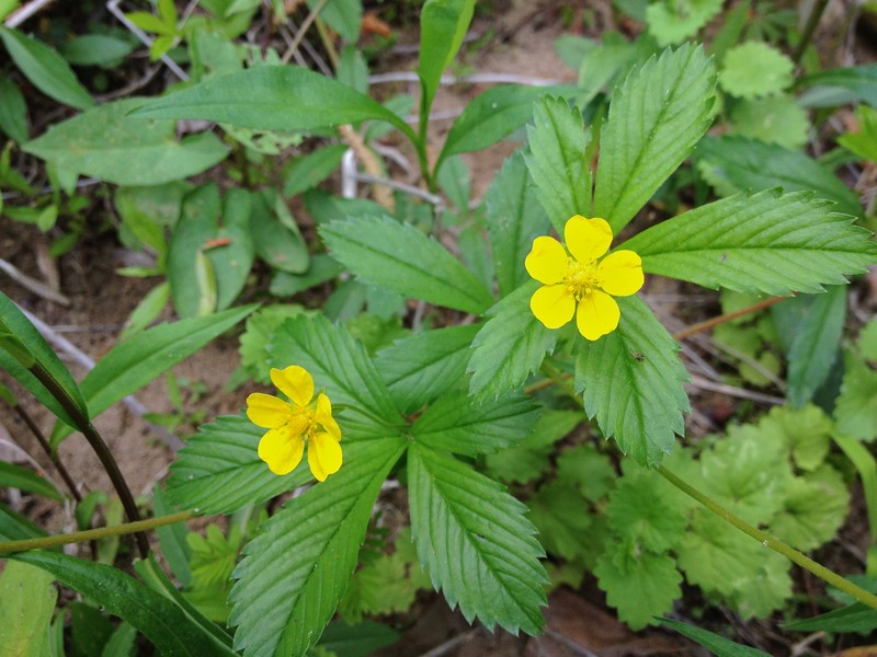 Common Cinquefoil photo 2