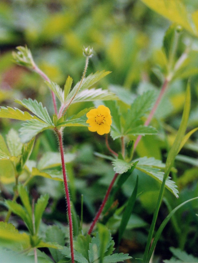 Common Cinquefoil photo 3