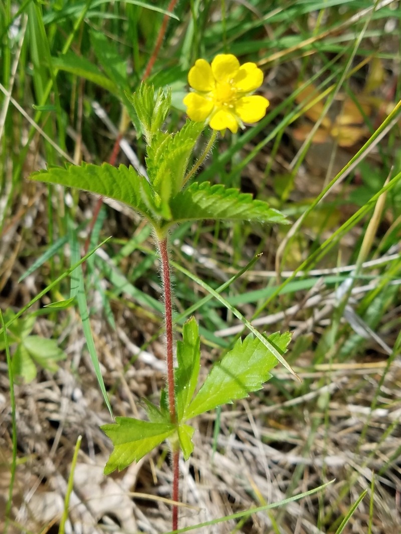 Common Cinquefoil photo 3