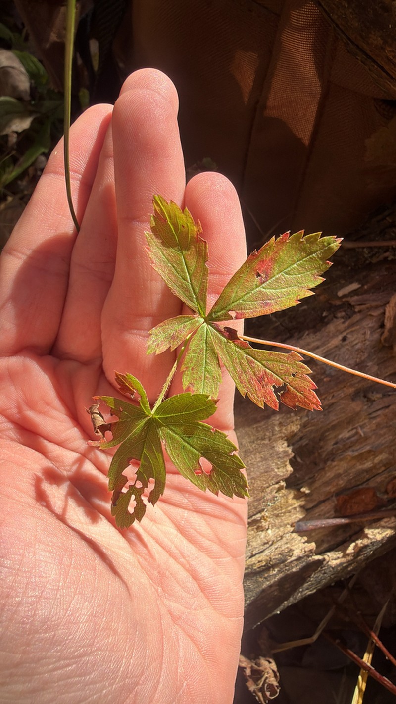 Common Cinquefoil photo 4