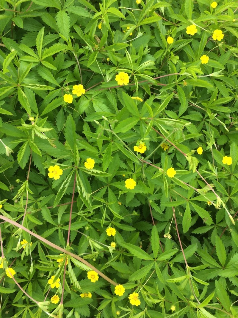 Common Cinquefoil photo 5