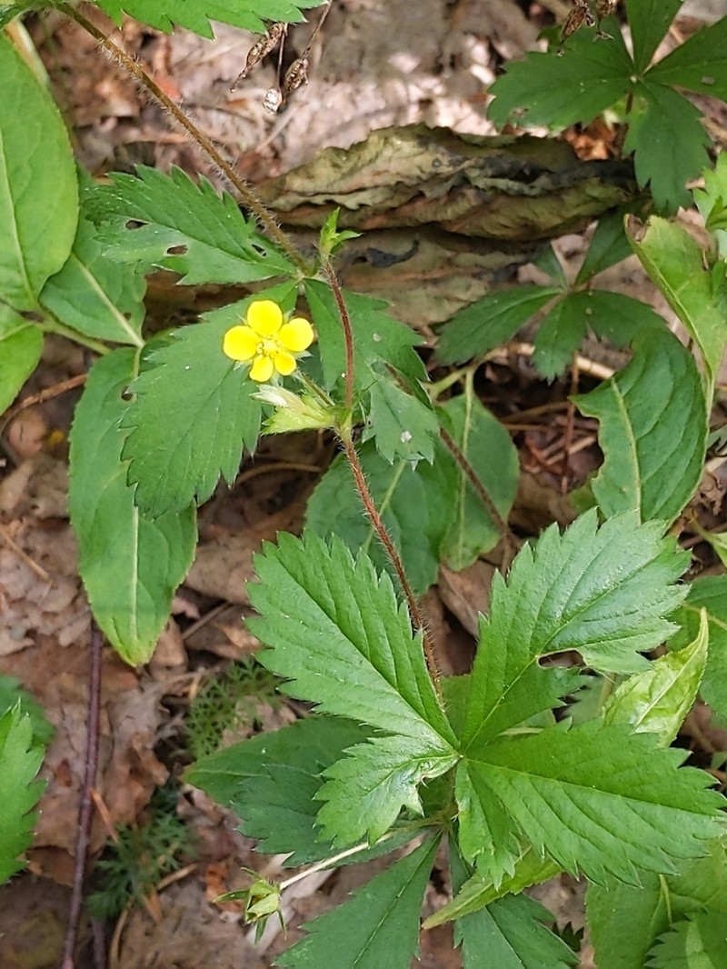 Common Cinquefoil photo 6