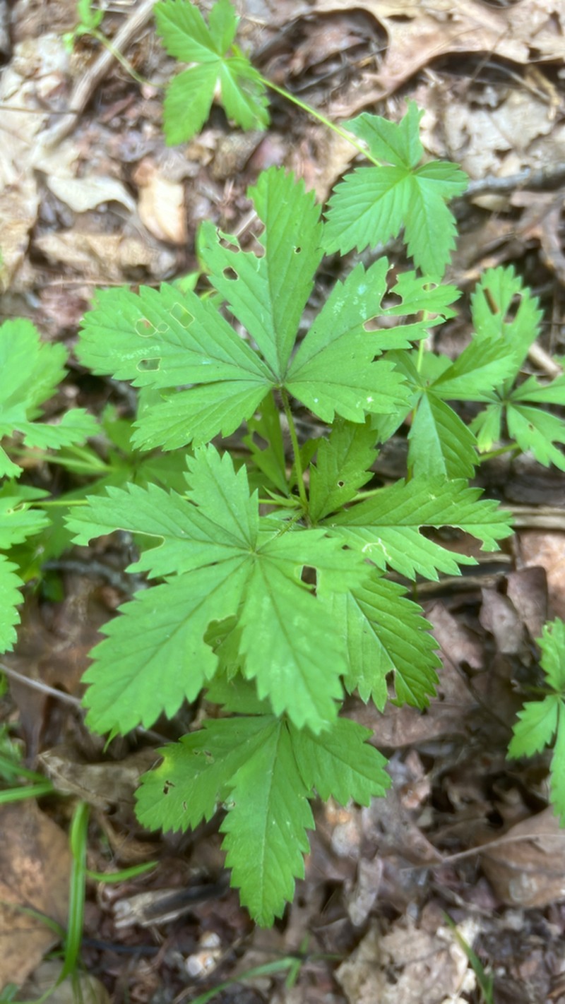 Common Cinquefoil photo 7