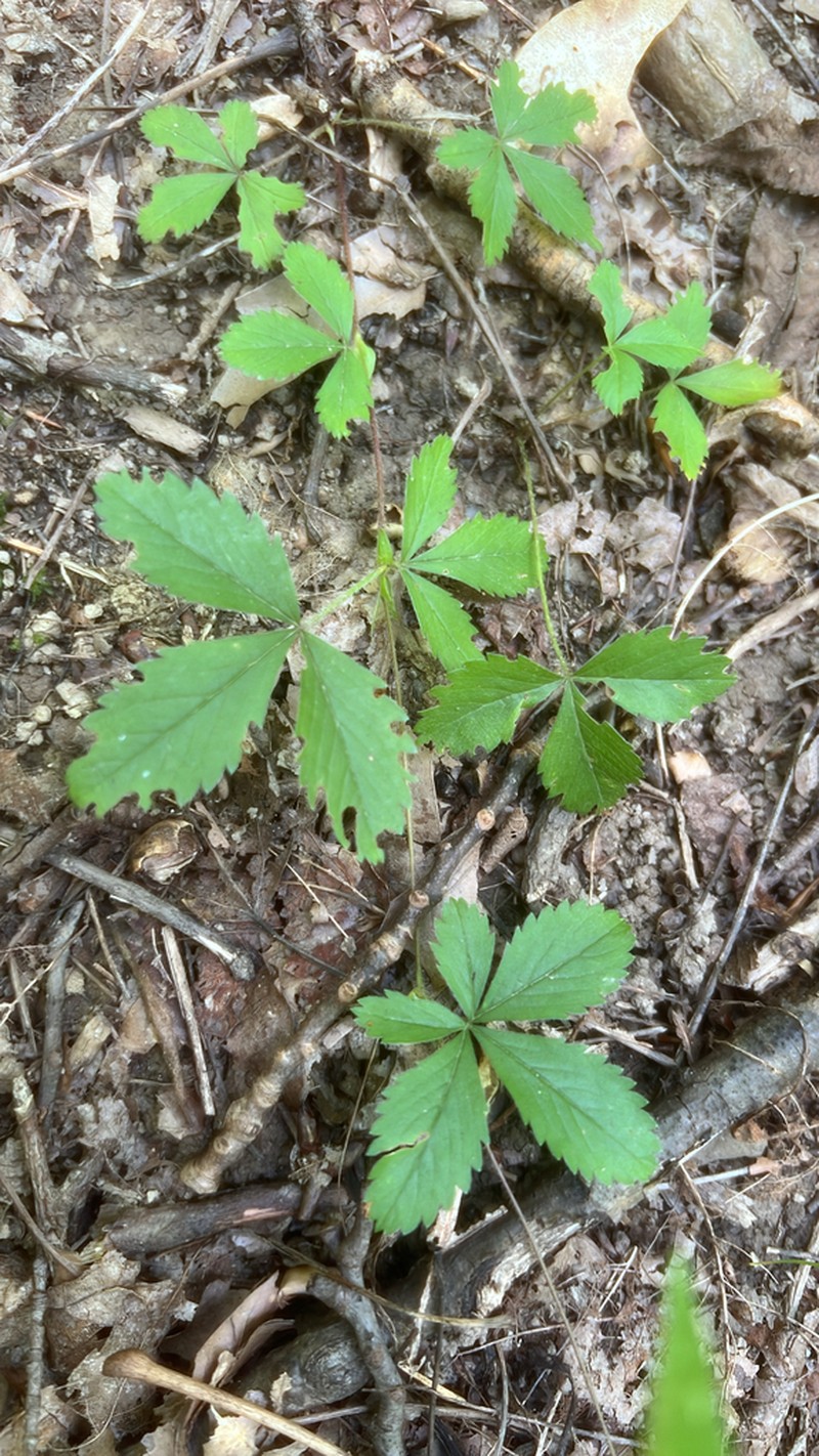 Common Cinquefoil photo 8
