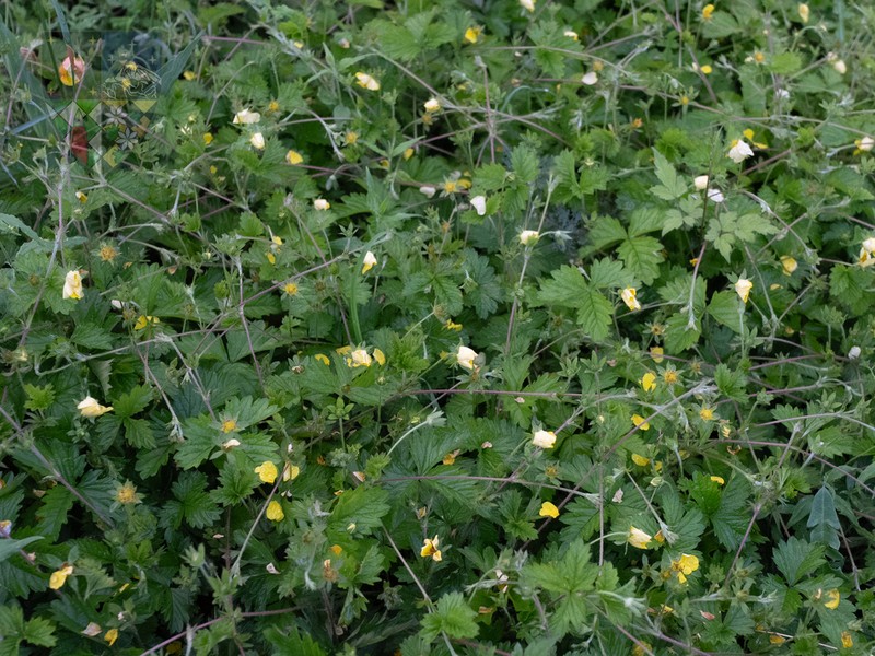 Potentilla simulatrix photo 2