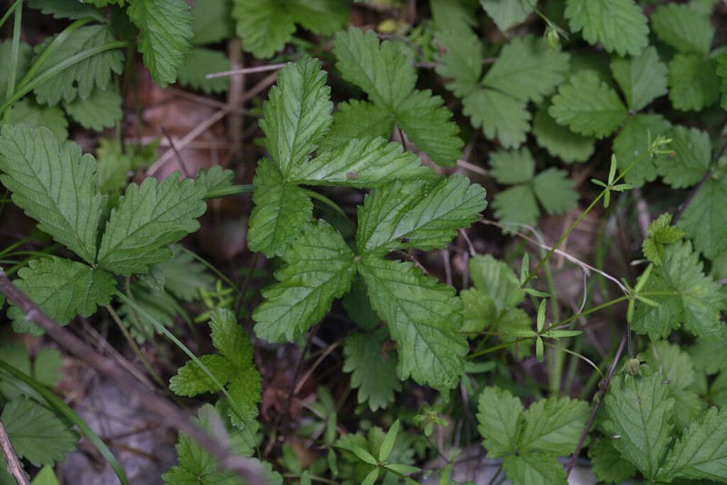 Potentilla simulatrix photo 3