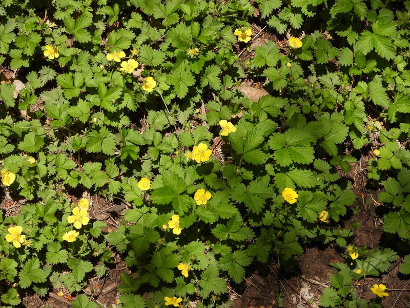 Potentilla simulatrix photo 4