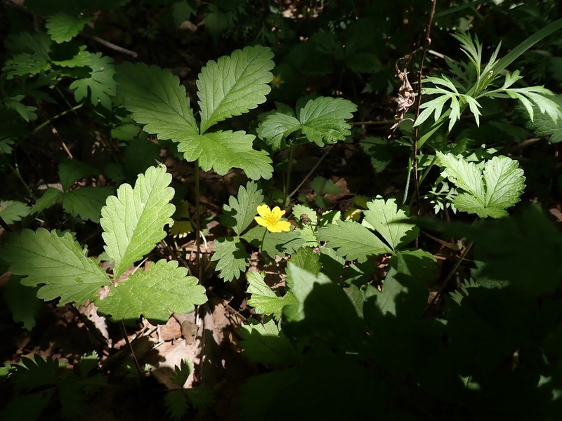 Potentilla simulatrix photo 5