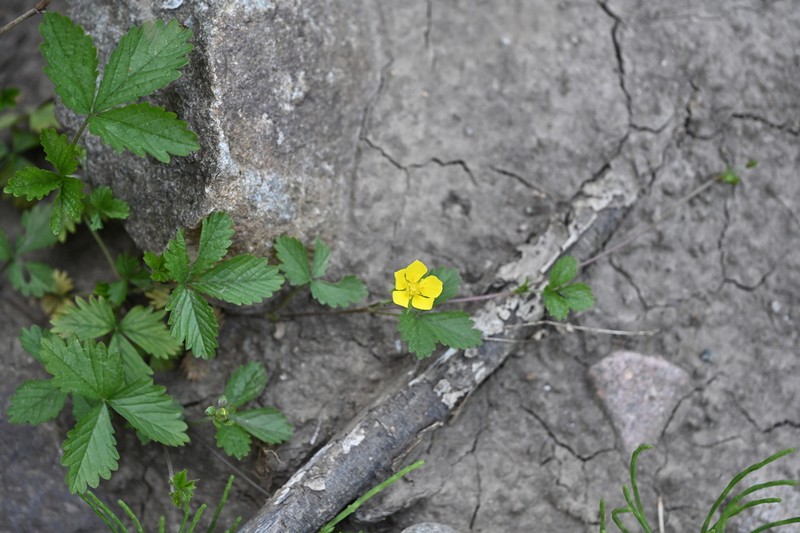 Potentilla simulatrix photo 6