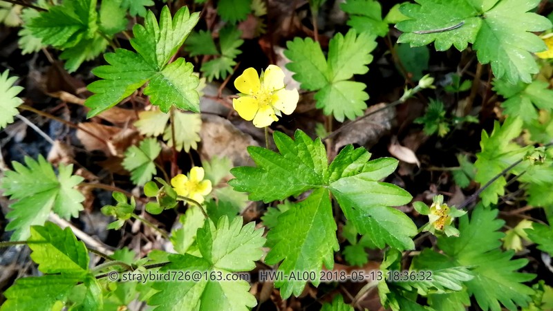 Potentilla simulatrix photo 7