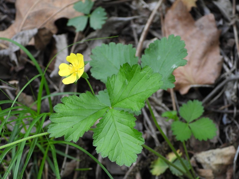 Potentilla simulatrix photo 8
