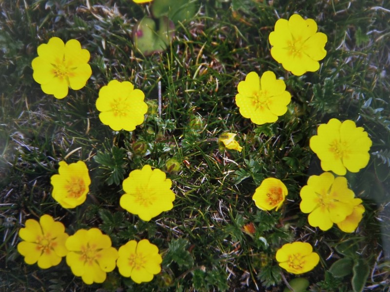 Potentilla sinonivea