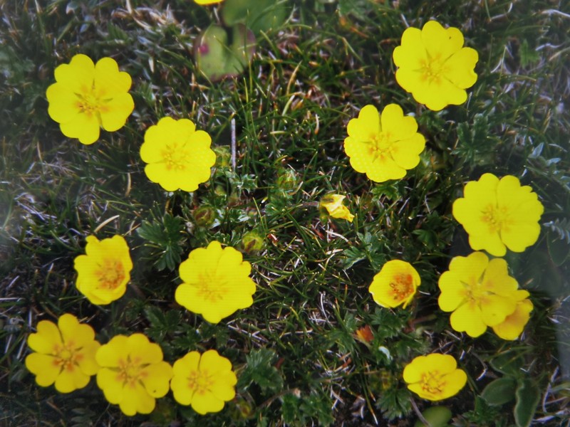 Potentilla sinonivea photo 2