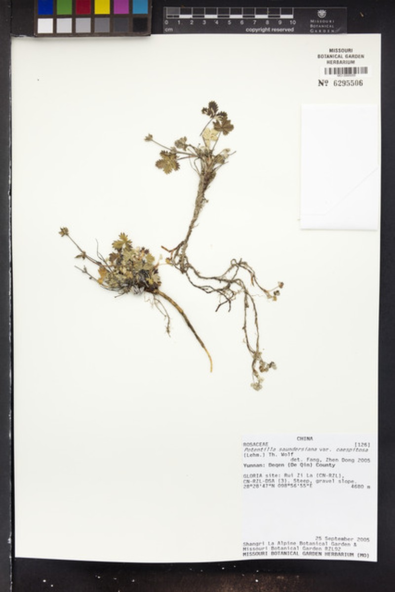 Potentilla sinonivea photo 4