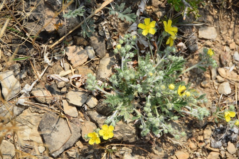 Potentilla sischanensis