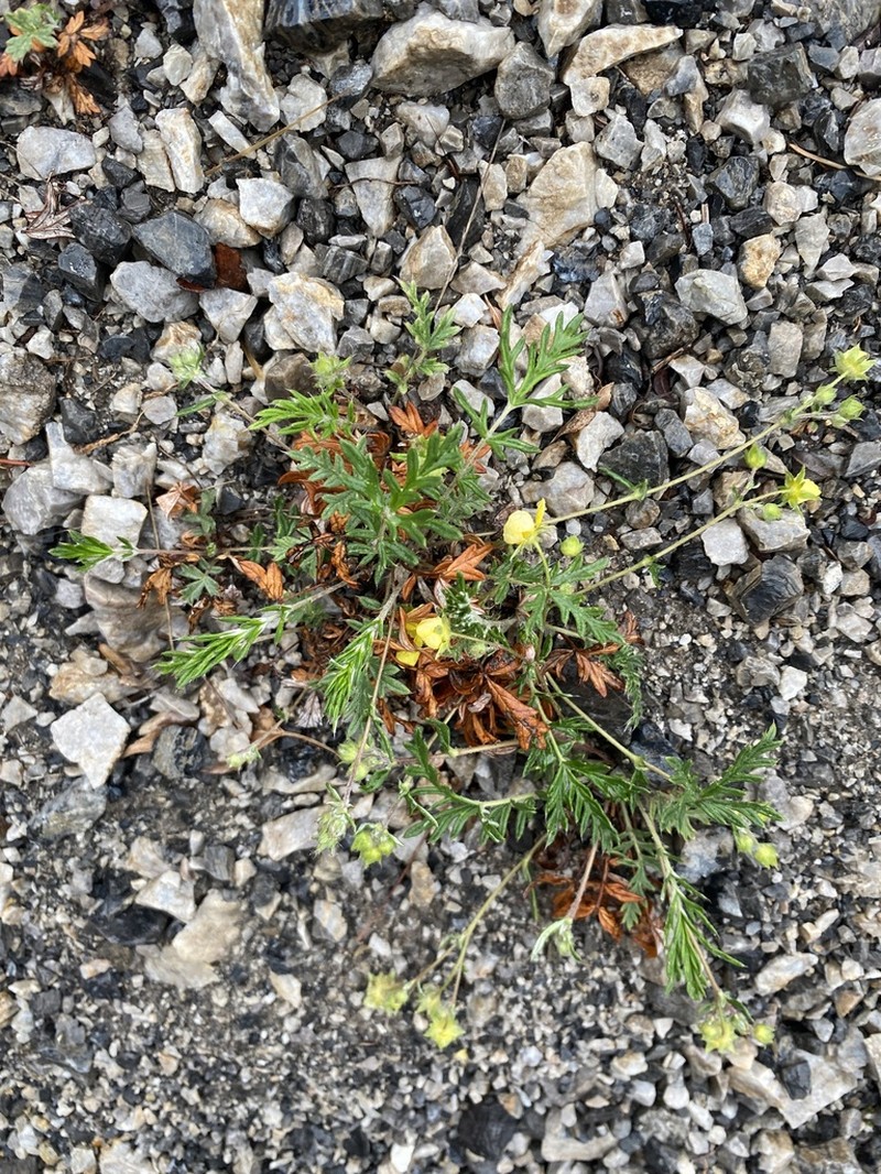 Potentilla sischanensis photo 2